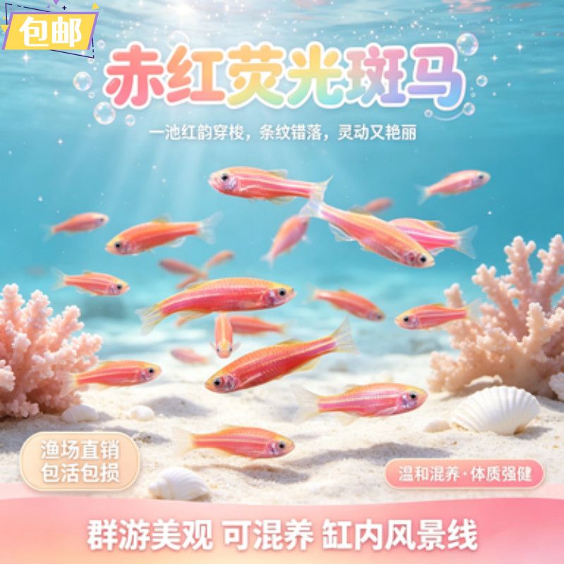 新手入门鱼斑马鱼淡水鱼多彩斑马鱼活体观赏鱼群游好养