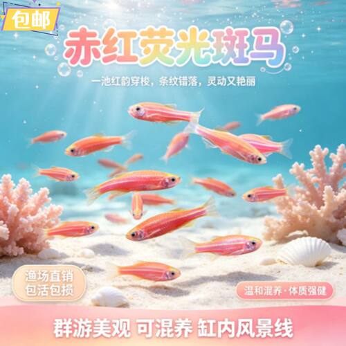 新手入门鱼斑马鱼淡水鱼多彩斑马鱼活体观赏鱼群游好养