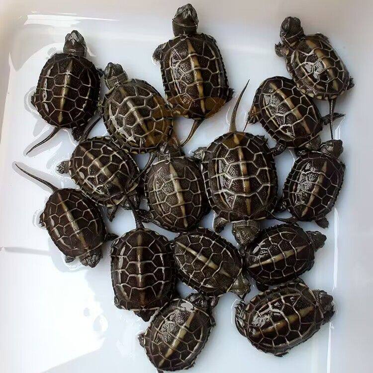 纯种墨龟小乌龟迷你观赏宠物中华草龟网红认主顶墨苗金线小宠物龟