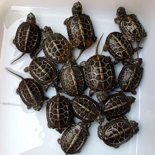 纯种墨龟小乌龟迷你观赏宠物中华草龟网红认主顶墨苗金线小宠物龟
