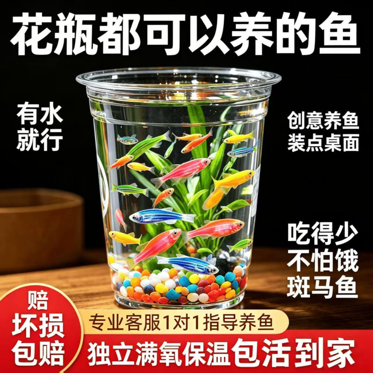 七彩糖果斑马鱼观赏鱼大号群游鱼小型热带灯科鱼淡水好养耐活特价