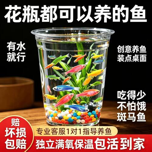 七彩糖果斑马鱼观赏鱼大号群游鱼小型热带灯科鱼淡水好养耐活特价