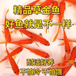 草金鱼观赏鱼金鱼苗养不死好养耐活冷水鱼鱼苗批发锦鲤鱼的小宠物