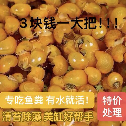 黄金螺苹果螺小型鱼缸除藻螺观赏螺吃藻螺吃粪淡水好养工具螺活物