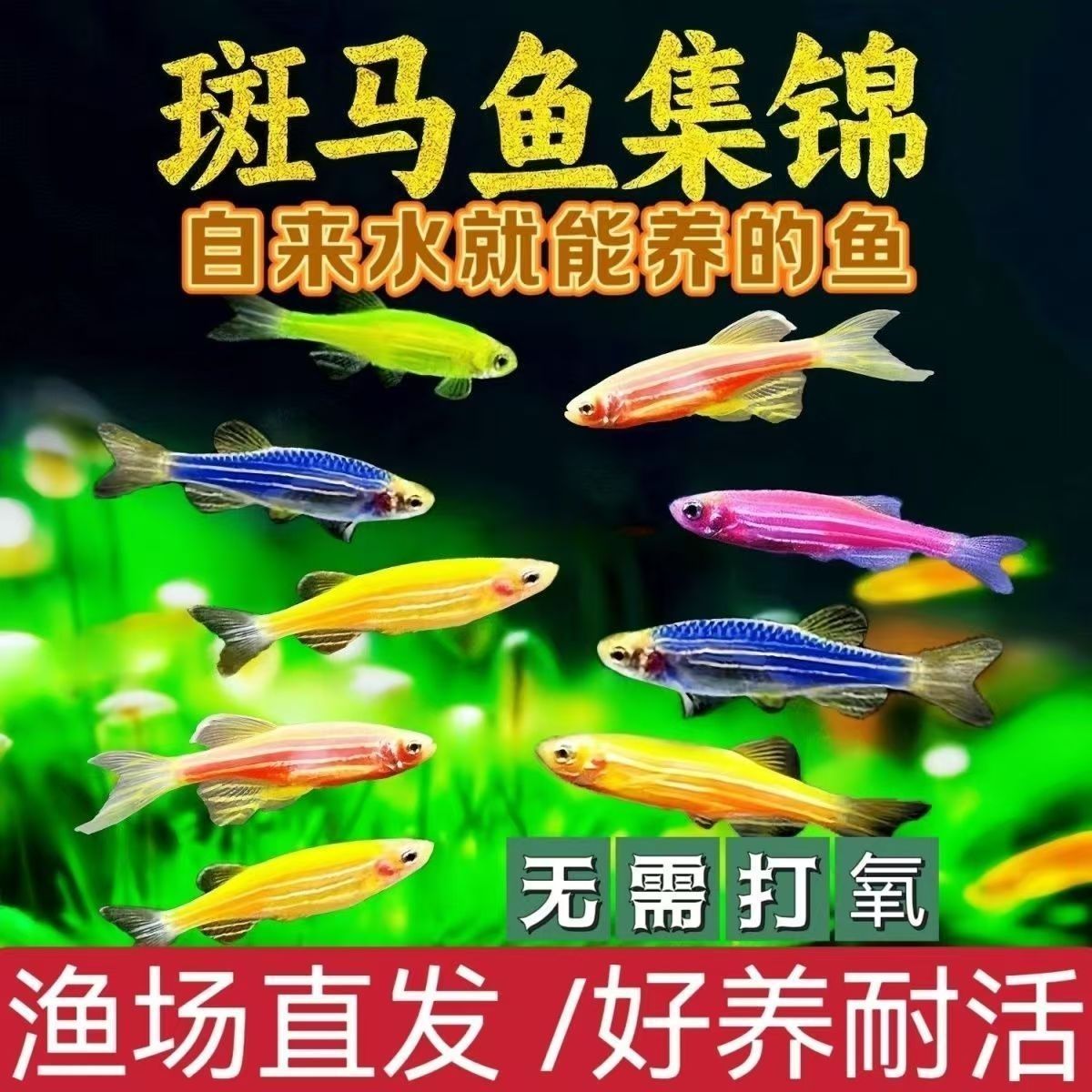彩虹斑马易养易活小型观赏鱼自来水淡水好养