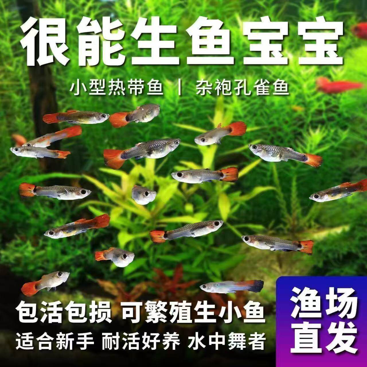 孔雀鱼观赏鱼活体金鱼热带小型淡水马凤尾鱼好养耐活易繁殖斑鱼苗
