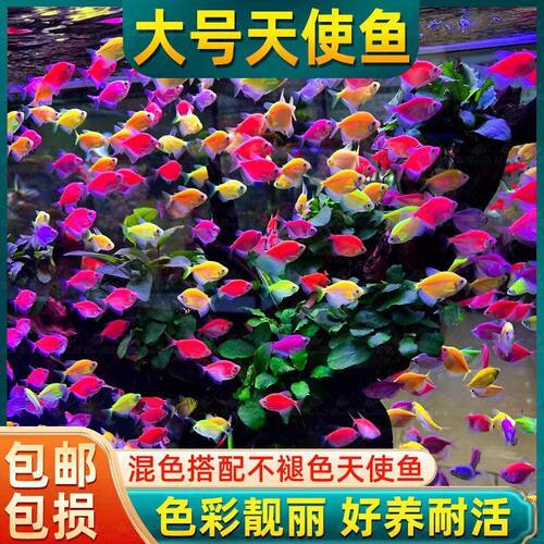 天使鱼观赏鱼活鱼大号群游活体斑马孔雀热带鱼小型鱼淡水好养耐活