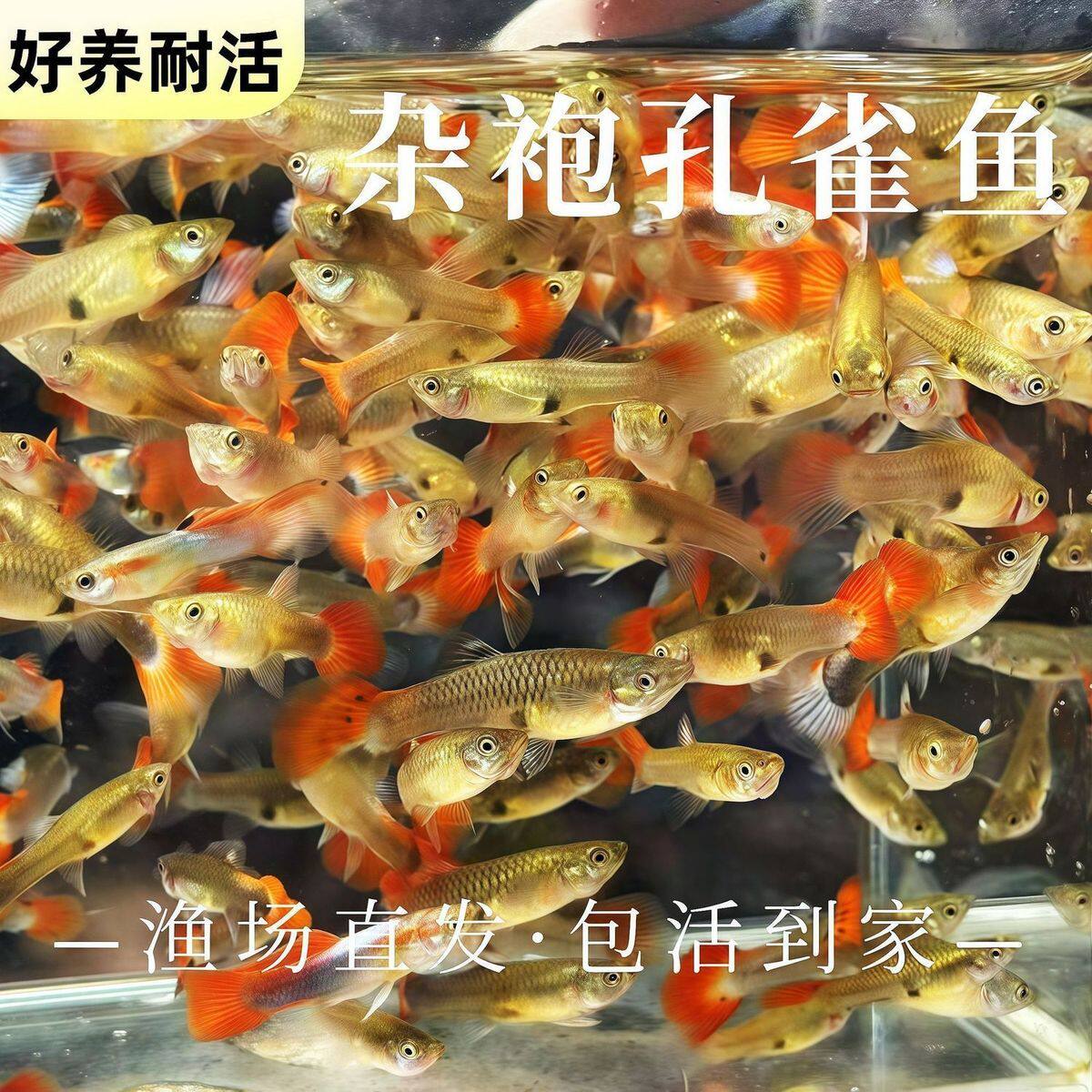 孔雀热带观赏鱼苗淡水冷水小型小鱼好养耐活耐养金鱼凤尾斑马活鱼
