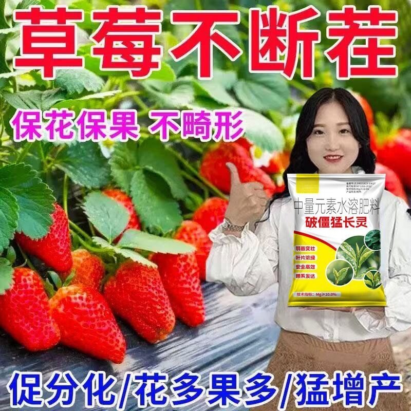 草莓提苗暴长移栽快速缓苗防死棵促根壮苗草莓壮苗增产提高成活率