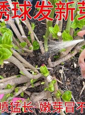绣球花营养液【急救】专治斗球闷根枯萎花蔫催开花延花期专用肥料