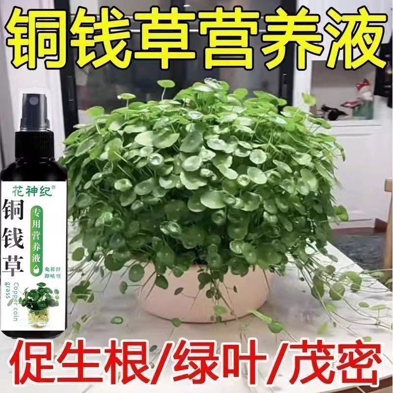 铜钱草专用营养液促生长绿叶枯萎水培土培金钱草盆栽通用液体肥料