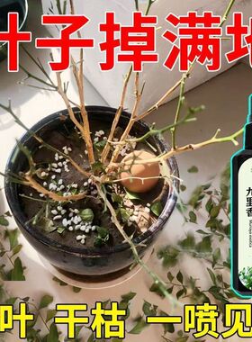 【掉叶开花】九里香营养液防黄叶不开花延花期促花苞专用有机肥