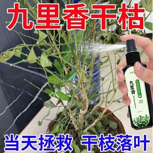 【一滴疯长】九里香营养液防卷叶掉叶黄叶不开花促花苞专用新型肥