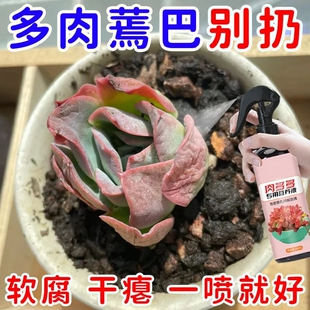 【拯救】多肉营养液肉肉蔫软黑腐化增色浇花绿叶花元素园艺营养液