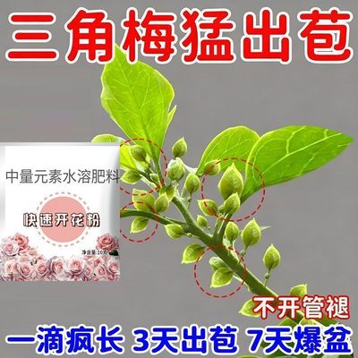 三角梅专用开花粉促芽剂催光杆发芽治黄叶落叶枯萎壮根助生长水肥