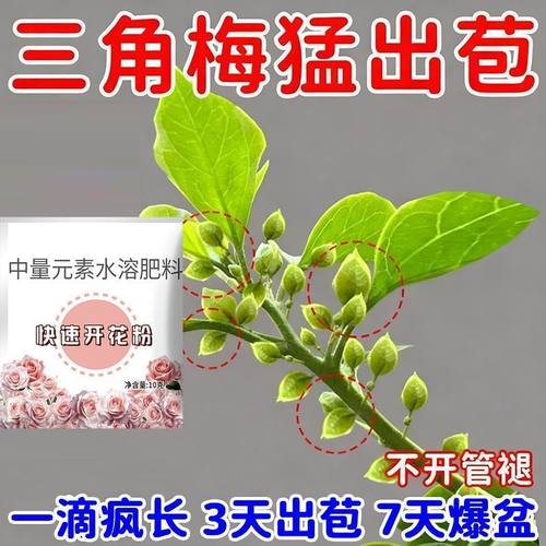 三角梅专用开花粉促芽剂催光杆发芽治黄叶落叶枯萎壮根助生长水肥