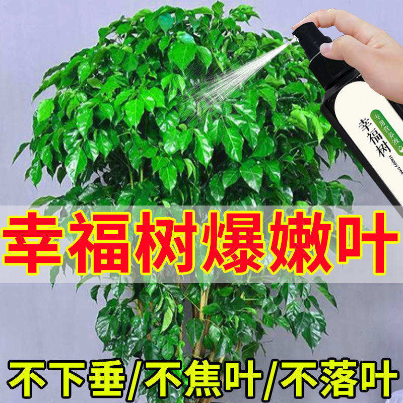 【疯长】幸福树专用营养液防黄叶枯叶掉叶下垂叶斑烂根专用肥料