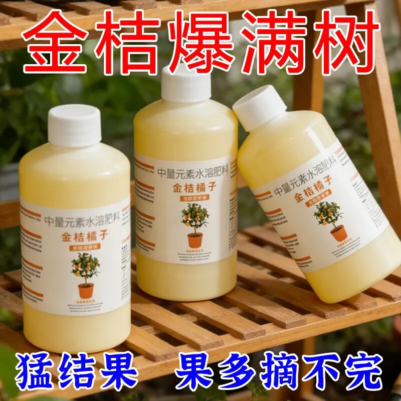 金桔树盆栽营养液改善黄叶不结果