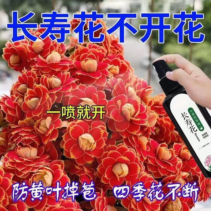 【花爆盆】长寿花营养液专用促开花催花免稀释长寿花专用肥祛螨剂
