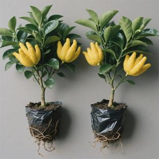 佛手树苗盆栽带果金华佛手柑盆景可食用植物阳台花卉绿植好养易活