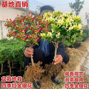 金银花树苗四季 药用爬藤爬墙老桩红色盆栽盆景种植开花可食用花苗