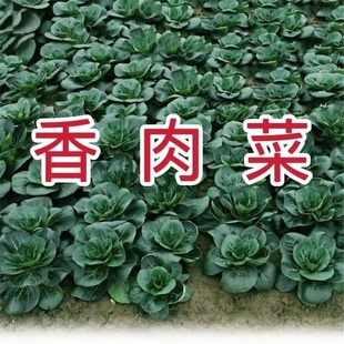 新品 35天可采收耐寒耐热春秋室内农家小青菜蔬菜 种北京香肉菜原装