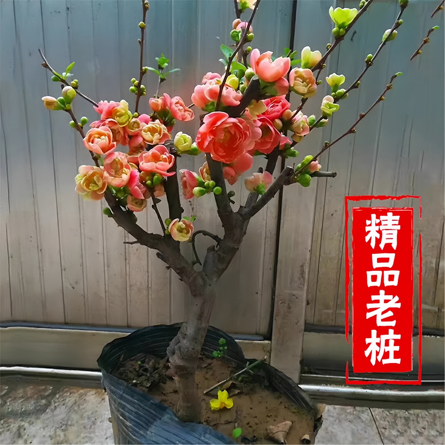 海棠花盆栽树苗盆景耐寒老桩庭院