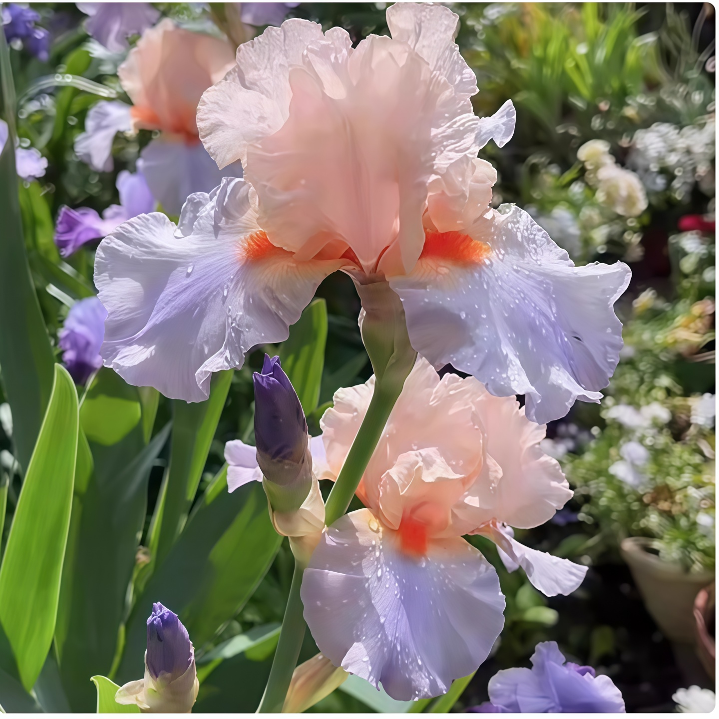 进口德国鸢尾种球多年生花苗耐旱耐寒室内阳台盆栽地栽花卉绿植物