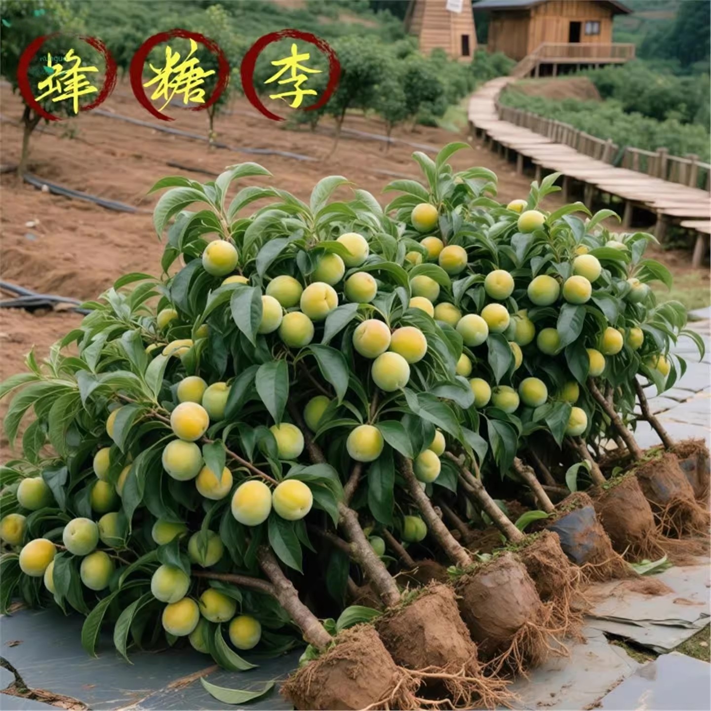 蜂糖李子树苗嫁接特大晚熟青脆