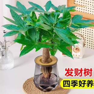 发财树小盆栽花卉绿植办公室客厅水培植物四季 好养绿萝大金钱树苗