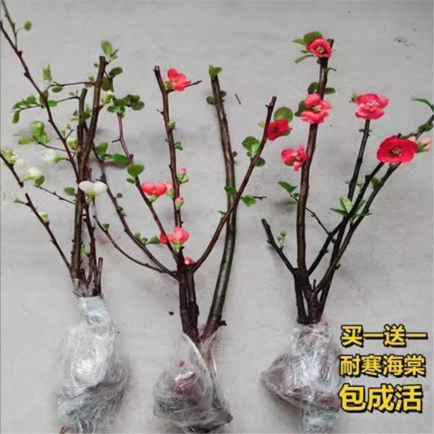 原生铁杆海棠苗盆栽花卉庭院植物