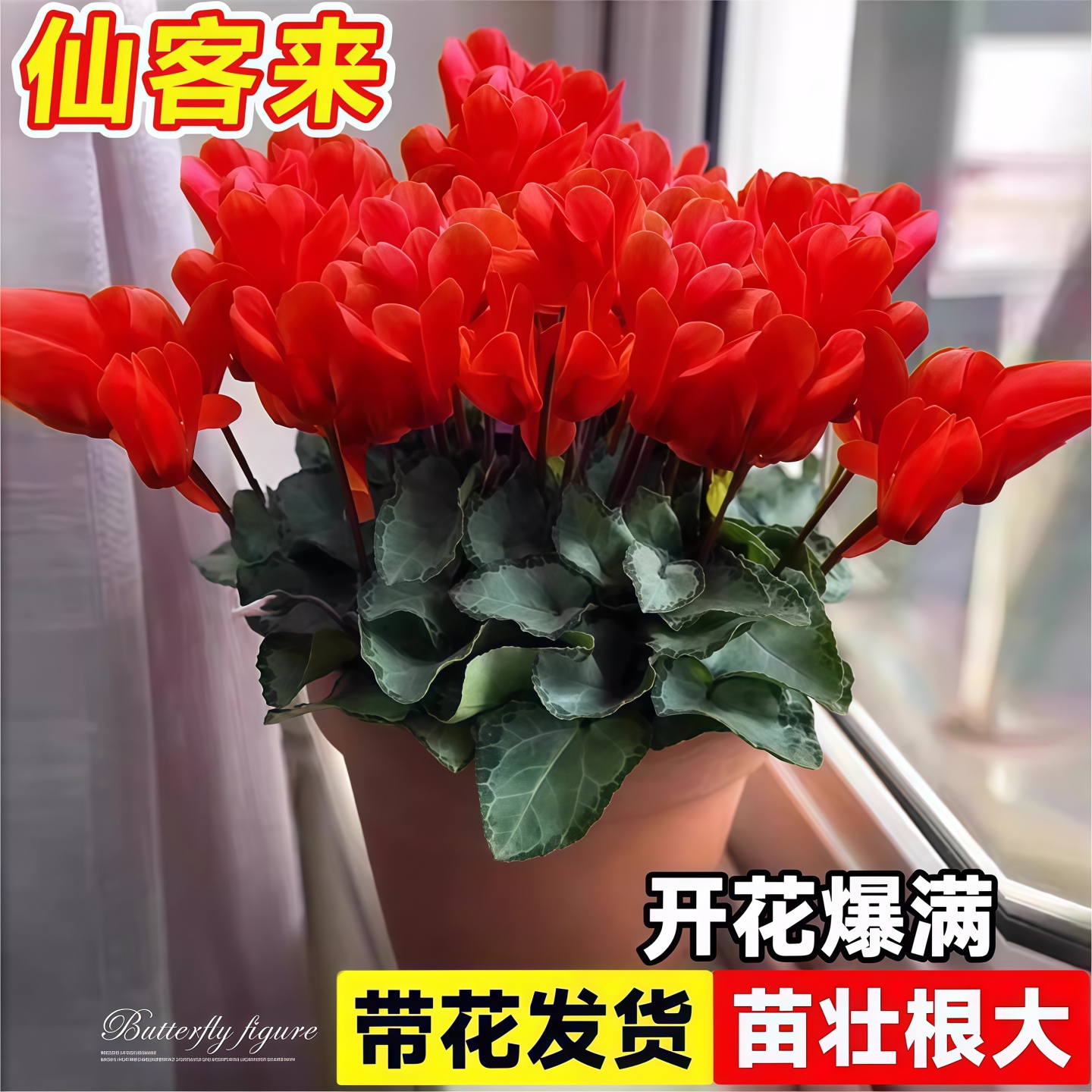 仙客来盆栽带花阳台飘窗植物