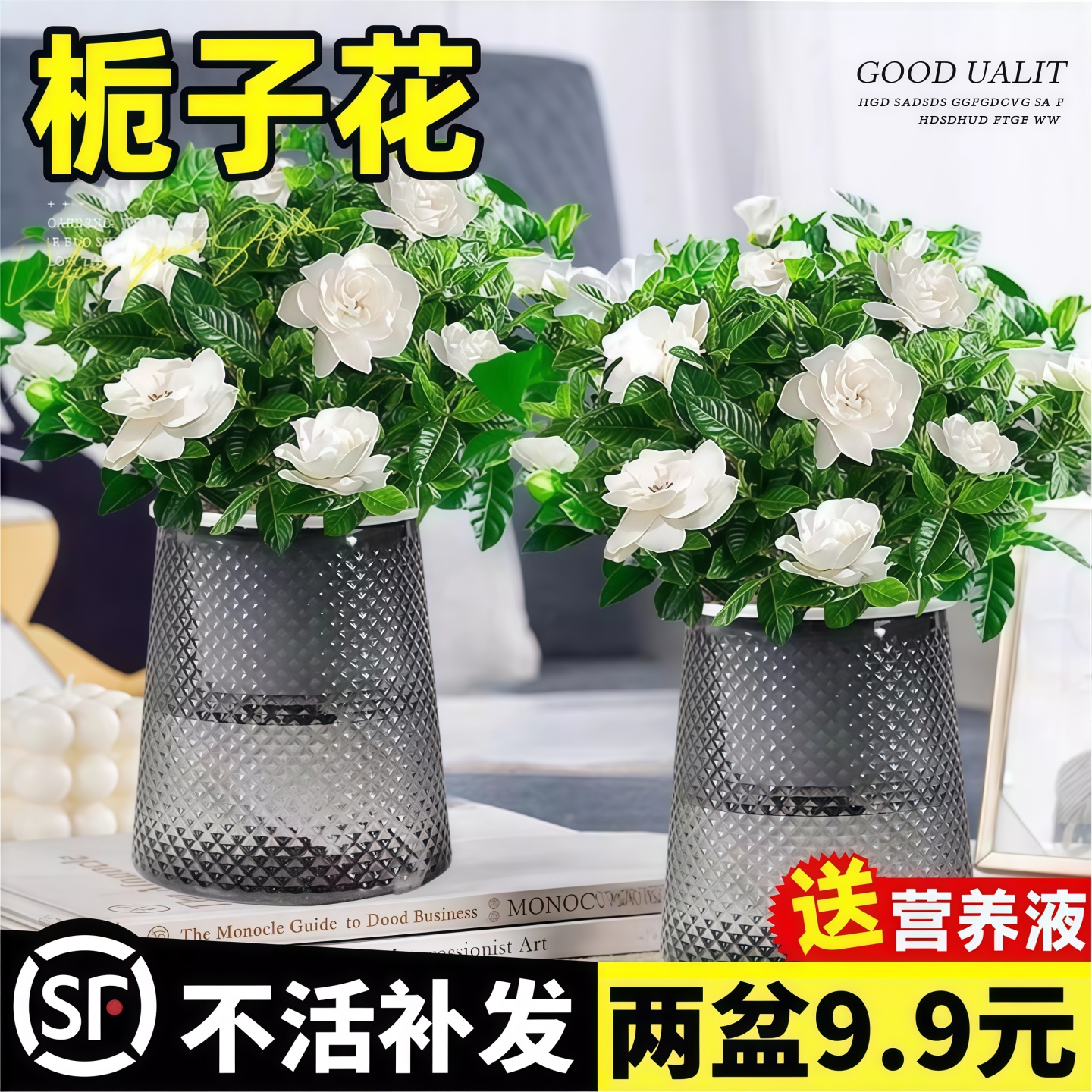 清香栀子花盆栽四季花卉植物室内绿萝箩阳台水培绿植茉莉花九里香