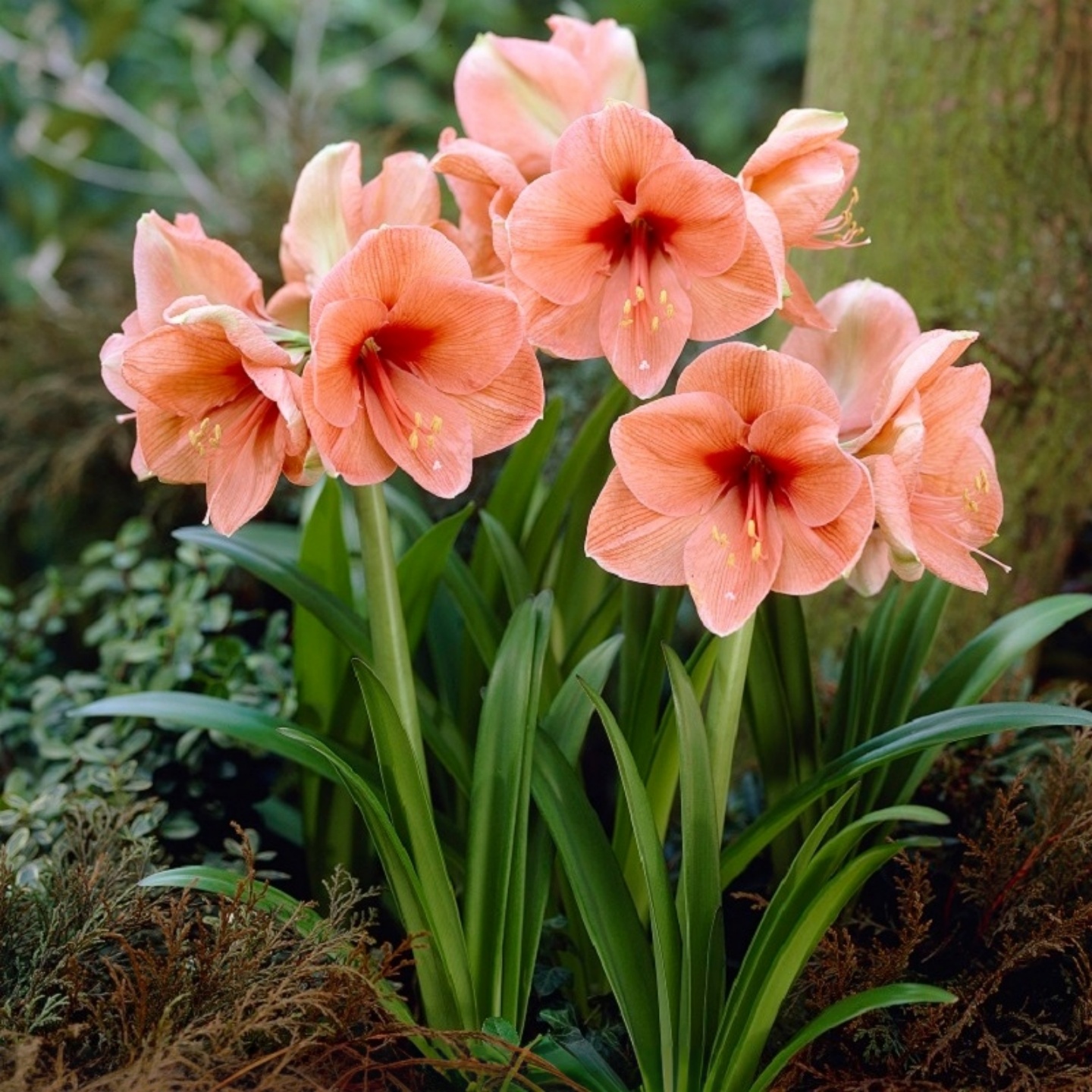 进口荷兰朱顶红条纹黛丝火烈鸟