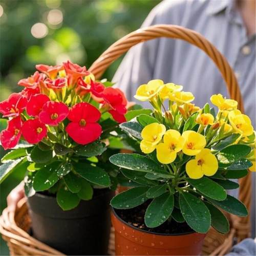 虎刺梅四季盆栽铁海棠花苗