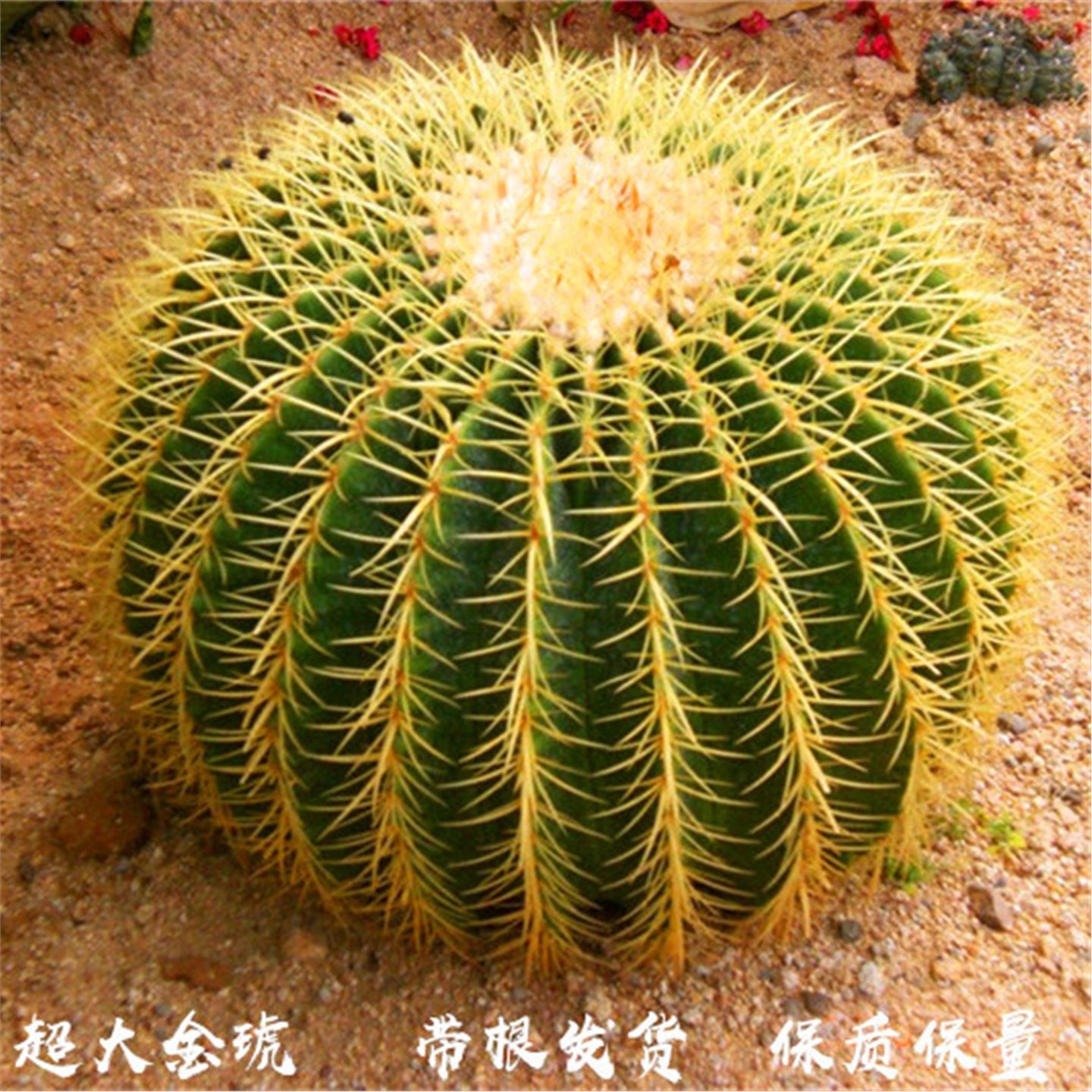 大号金琥金虎仙人球盆栽室内多肉