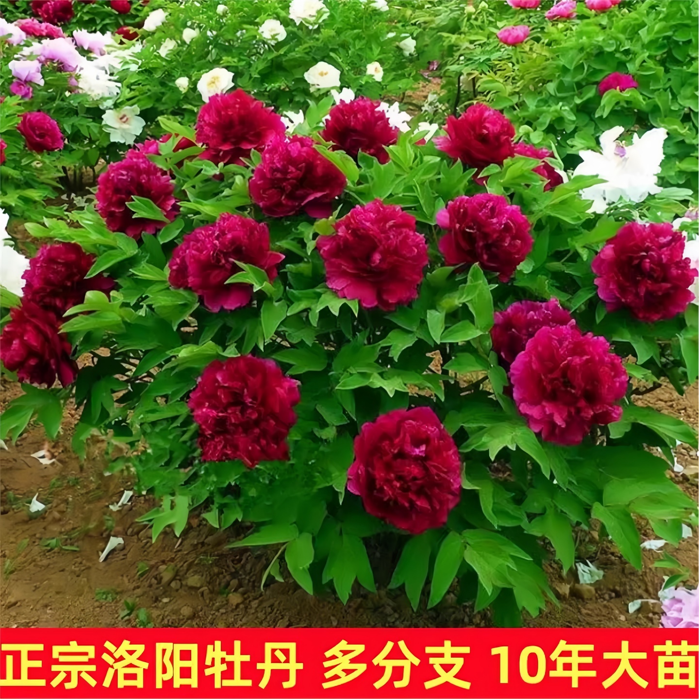 名贵牡丹花苗大苗重瓣大花苞洛阳