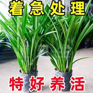 十大名贵兰花精品墨兰带花苞室内盆栽浓香花卉观花盆栽绿植物树苗