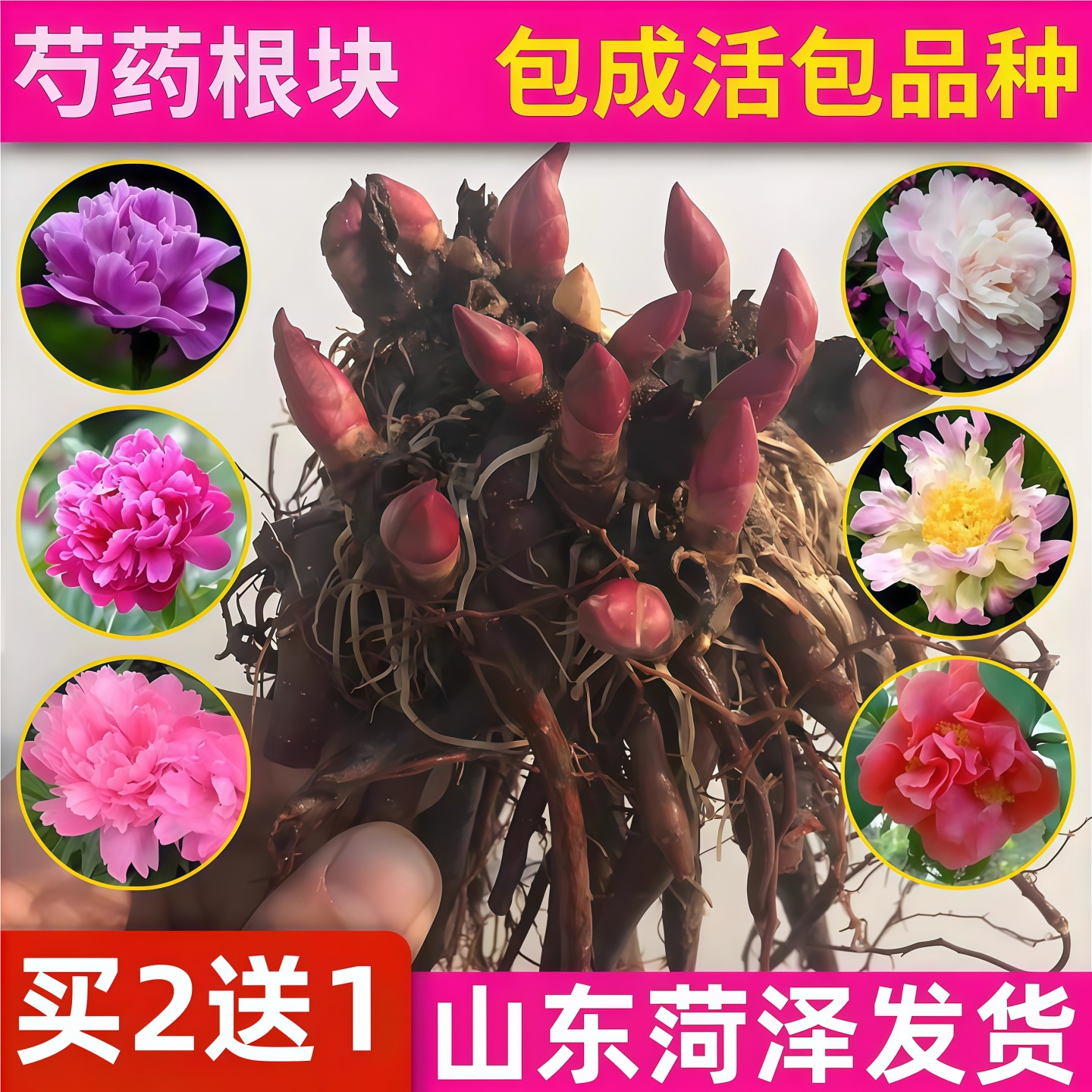 重瓣芍药花苗盆栽庭院花卉