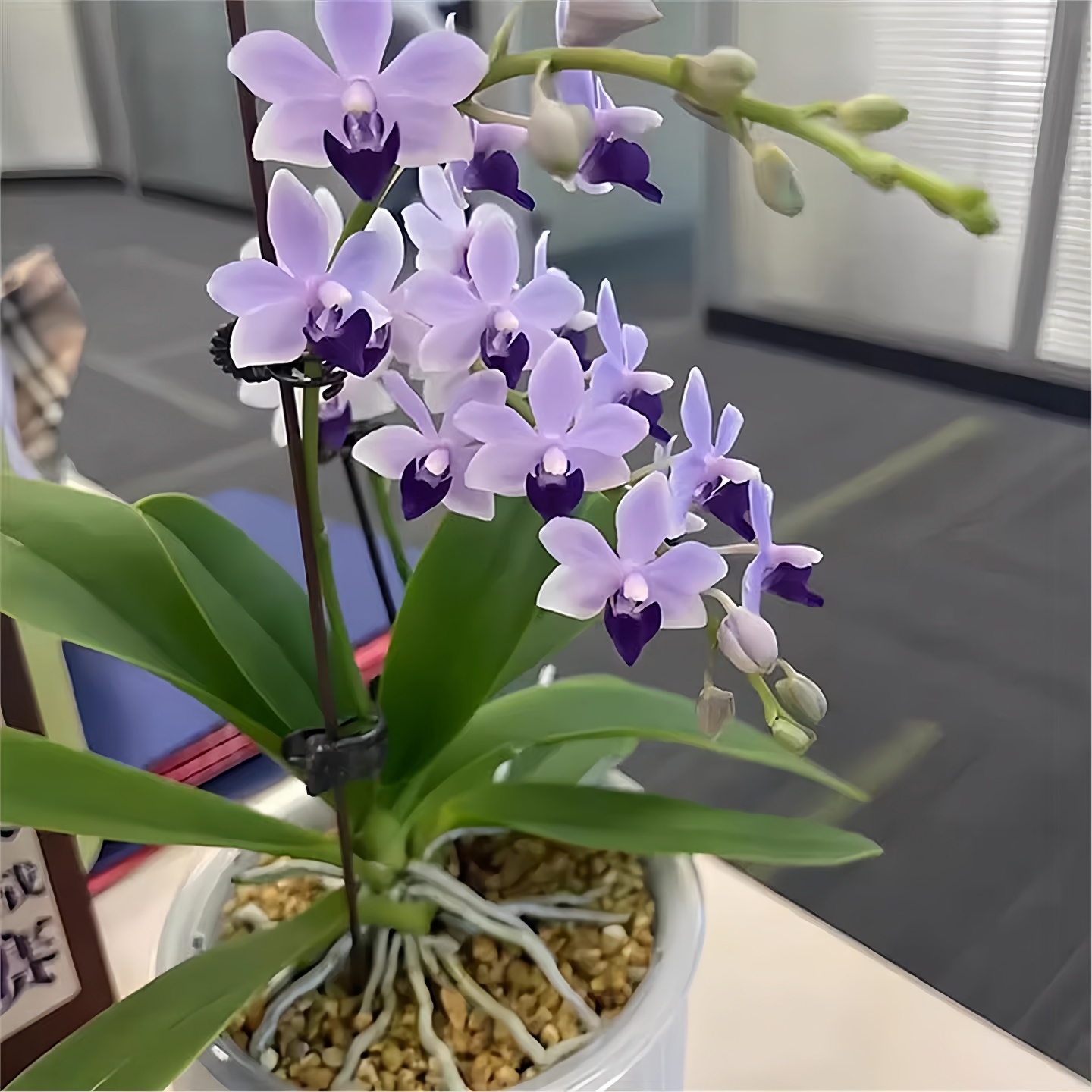 稀有色蝴蝶兰小茴紫带花剑进口