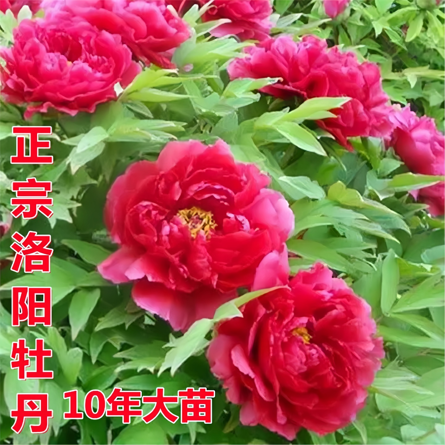 正宗洛阳牡丹花苗重瓣大花