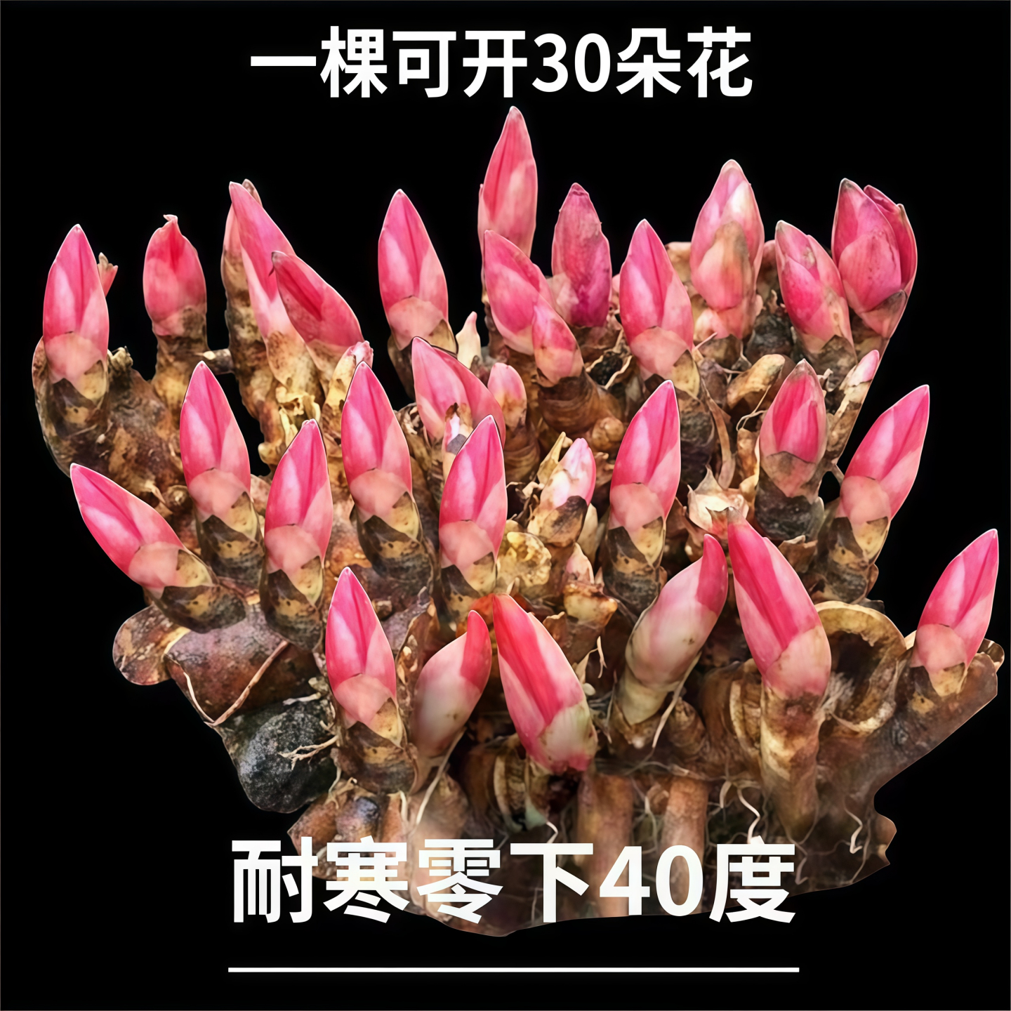 重瓣芍药花苗盆栽带芽根块种