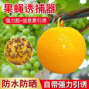 诱蝇粘蝇球粘虫球果蝇诱捕器实蝇防虫诱粘球捕捉室内昆虫灭虫室外