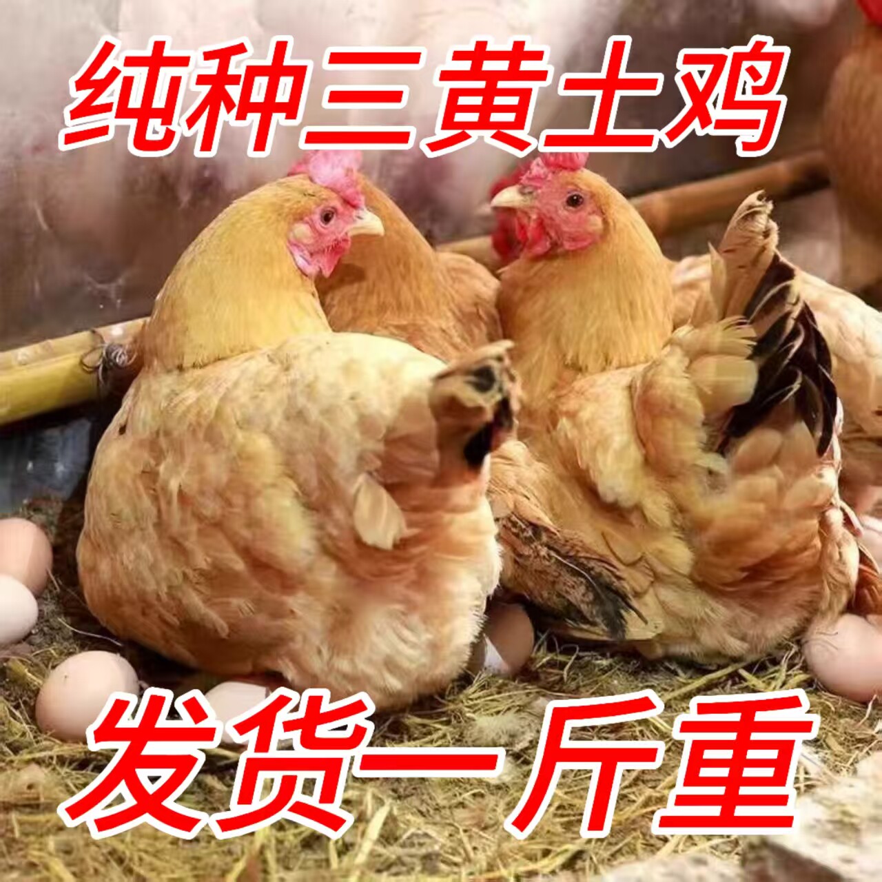 纯种三黄鸡活苗土鸡活苗散养土黄鸡苗草鸡活苗小鸡活苗鸡活苗包邮