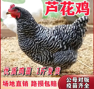 一斤芦花鸡苗纯种稻花鸡小鸡活苗脱温鸡苗高产蛋鸡散养芦花鸡幼苗