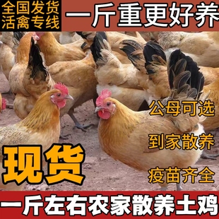 散养土鸡走地鸡活苗清远土鸡小鸡活苗脱温鸡苗高产蛋鸡纯种麻鸡苗