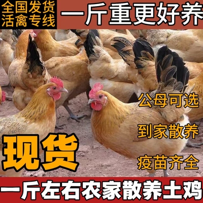 散养土鸡走地鸡活苗清远土鸡小鸡活苗脱温鸡苗高产蛋鸡纯种麻鸡苗