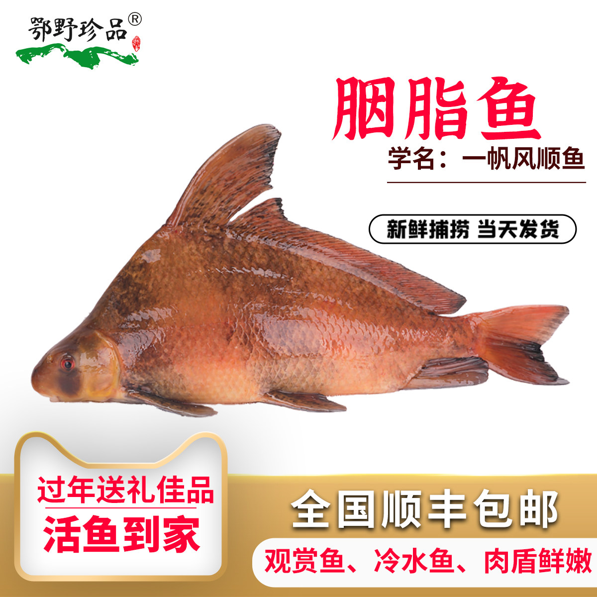 鄂野珍品胭脂鱼一帆风顺到家观赏顺丰包邮中华胭脂鱼观赏鱼淡水鱼图片