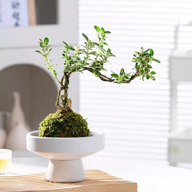 苔玉六月雪造型盆景苔藓球微景观懒人好养水培绿植室内桌面花卉