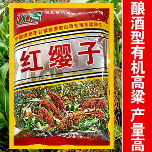 红缨子高粱籽杂交红甜高粱种子抗旱超高产红樱子酿酒抗倒春夏播新